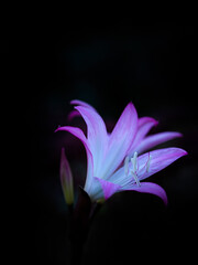 Closeup of a single flower of Jersey lily (Amaryllis belladonna) in a garden isolated against a dark background	