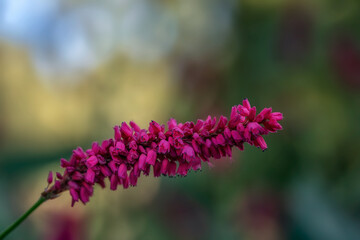 Closeup of flower spike of Persicaria amplexicaulis var. pendula in a garden in autumn
