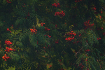 Fototapeta na wymiar Rowan tree. A lot of fruit for birds