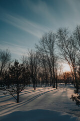 Snowy forest in winter in the rays of the setting sun. Christmas and New year scene in nature