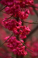 European spindle in Autumn