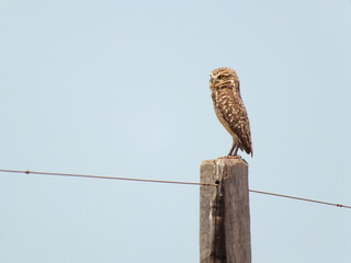 Coruja-buraqueira - owl (Athene cunicularia), Araguaia, Brazil (2)