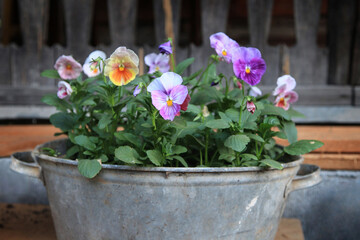 multicolored pansies in an old tin basin