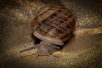 Primer plano de Caracol. Caracol de tierra en macro.