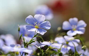 blue flowers Linen