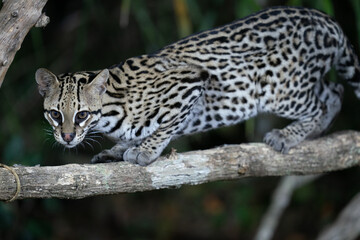 Ozelot (Leopardus pardalis)