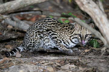 Ozelot (Leopardus pardalis)