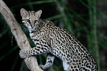 Fototapeta na wymiar Ozelot (Leopardus pardalis)