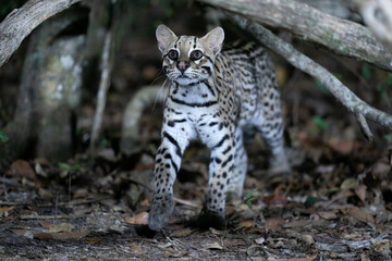 Naklejka premium Ozelot (Leopardus pardalis)