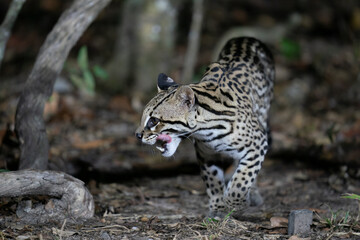 Ozelot (Leopardus pardalis)