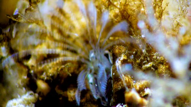 Crustacean Balanus sp. catches plankton among algae, Black Sea