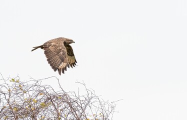 Common buzzard (Buteo buteo) in flight, Norfolk, England