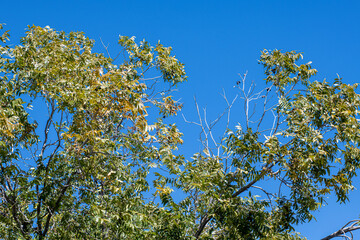 Pecan Tree Branches in a Blue Rich Clear Sky