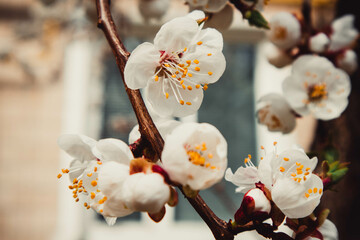 Apricot flowers in spring of april. Flowers background. Beautiful nature.