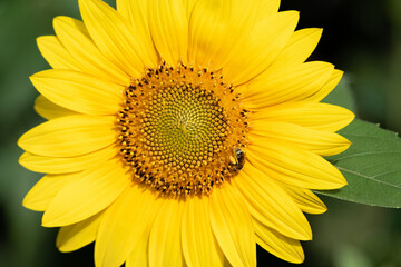Bee on a sunflower. A small yellow sunflower in the sunlight. Decorative flower.