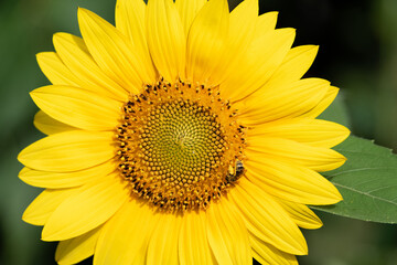 Bee on a sunflower. A small yellow sunflower in the sunlight. Decorative flower.