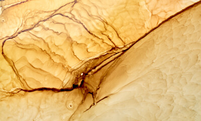 Abstract ocher ink watercolor background. Yellow orange brown paint stains and spots in water,...