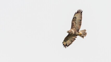 Common buzzard (Buteo buteo) in flight, isolated against a clear sky