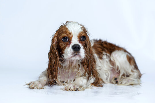 Wet Dog After Bath Cavalier King Charles Spaniel Puppy Nine Months Old. Isolate On White Background