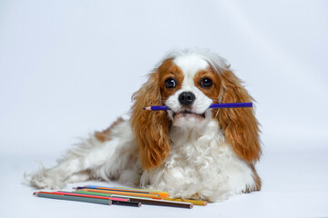dog cavalier king charles spaniel puppy nine months old baby sitting on a white background holding...