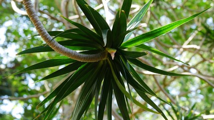 Palm upside down