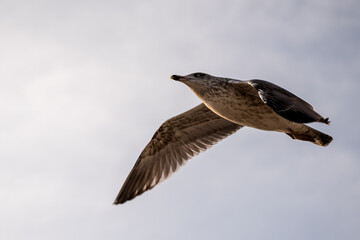 Fototapeta premium Möwe