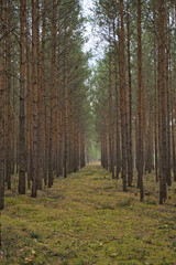 Obraz premium Herbst. Die Umgebung von Hoyerswerda, Deutschland.