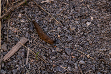 Limacid brown snail on the ground