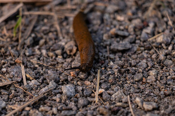 Snail of the family Limacid brown on the ground