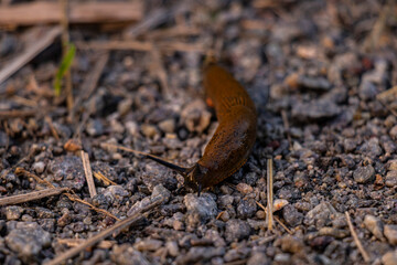 Brown snail on the ground