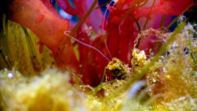 Small polychaete in a tube with tentacles gathers food around itself
