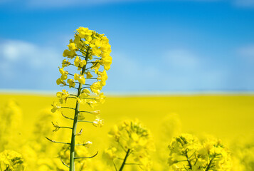 Fototapeta na wymiar Canola field field against blue sky background. Cultivated Agricultural Field. Rapeseed plant, colza rapeseed for green energy. Yellow rape flower for healthy food oil on field.