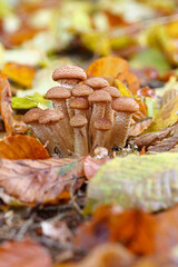macro from common hallimashin the november forest