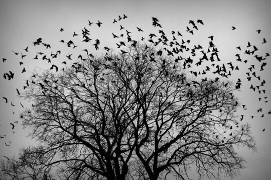 a flock of crows taking off from a tree. black and white photo. Black plumage birds dark silhouettes isolated on the light background. Harbingers of war, plague and death omens