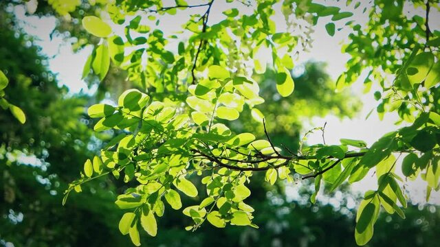 Closeup view of branches of acacia tree backlit. Green spring or summer foliage hanging and slo moving onb wind Real time video.