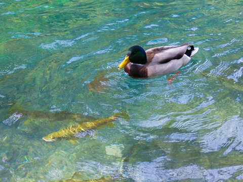Grayling fish swimming near a mallard duck in the pure water of the Sorgue at Fontaine de Vaucluse in department of Vaucluse in Provence in France 