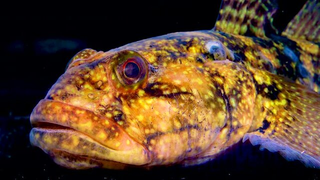 The ratan goby (Ponticola (Neogobius) ratan) is a species of goby native to brackish and marine waters of the Black Sea