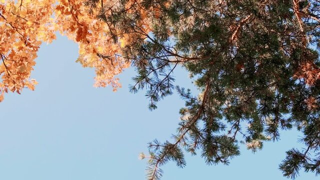 Foglie luminose colorate d'autunno che oscillano su una quercia nel parco autunnale. Sfondo autunnale. Natura meravigliosa