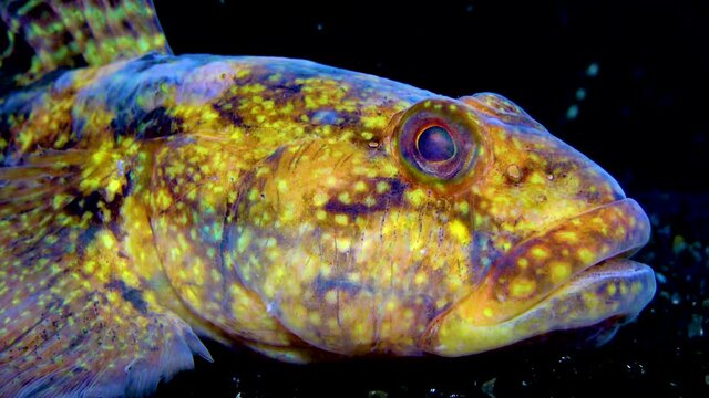The ratan goby (Ponticola (Neogobius) ratan) is a species of goby native to brackish and marine waters of the Black Sea