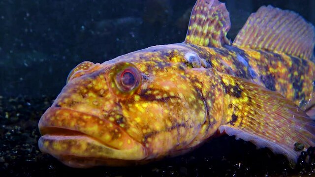 The ratan goby (Ponticola (Neogobius) ratan) is a species of goby native to brackish and marine waters of the Black Sea