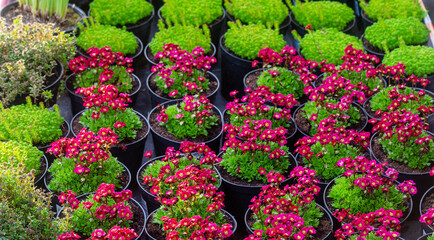 Fototapeta na wymiar potted Saxifrage arendsii in May or june
