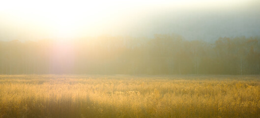 Field in back lighting. The image tinting.