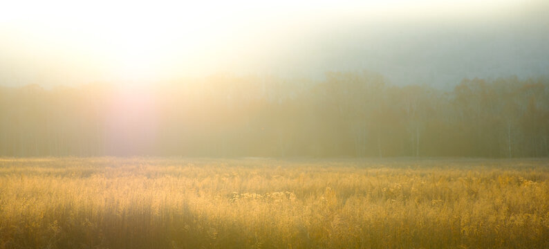 Field in back lighting. The image tinting.