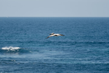 Fototapeta na wymiar Pelican Gliding over Ocean