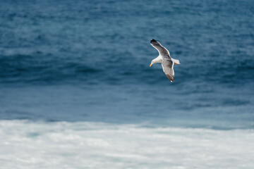 Fototapeta na wymiar Seagull Flying over Ocean