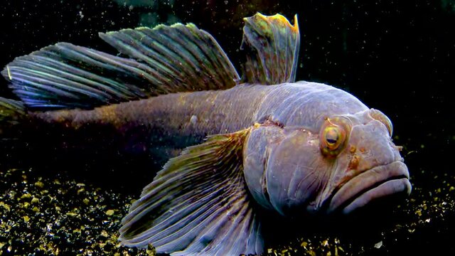 The ratan goby (Ponticola (Neogobius) ratan) is a species of goby native to brackish and marine waters of the Black Sea