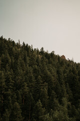 Tree Line on Side of Mountain