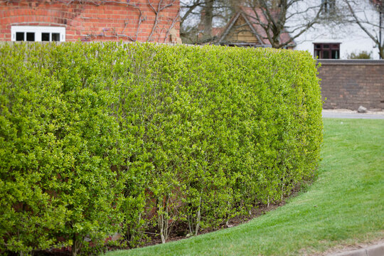 Garden Hedge, Wild Privet, Outside Victorian House, UK