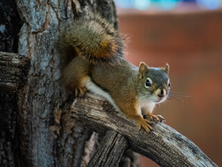 Naklejka na ściany i meble Young red squirrel