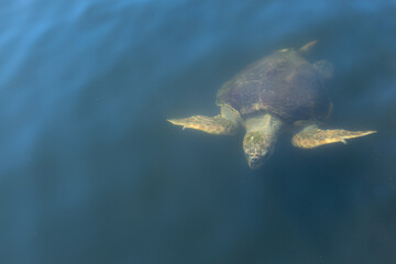 A huge sea turtle swims in the sea.